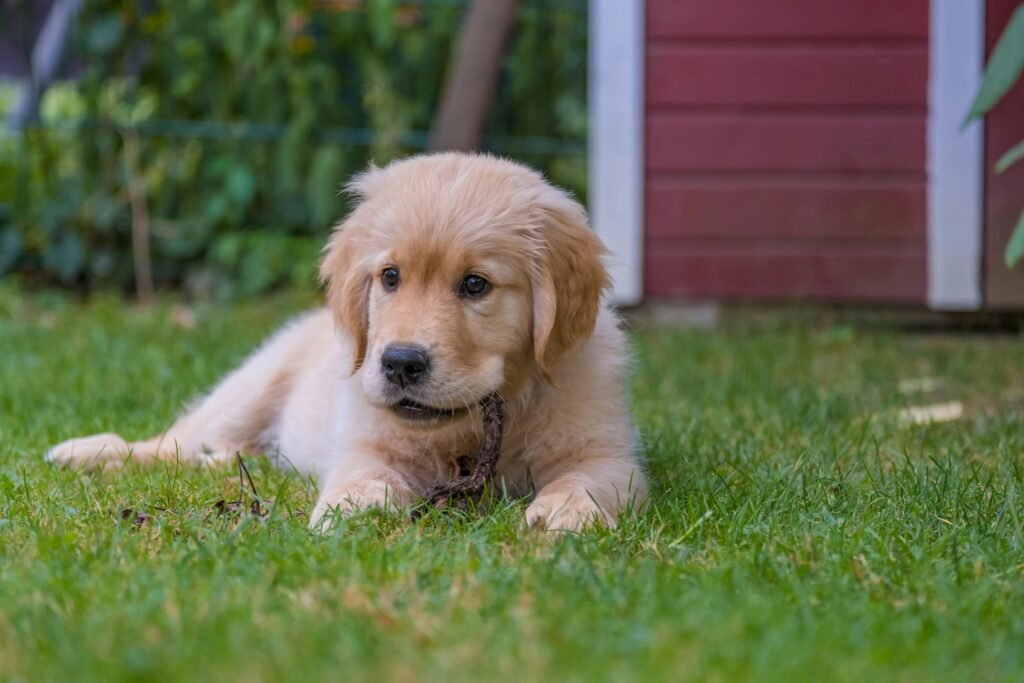Golden Retriever puppy lying on green grass, perfect for pet and animal stock photos.